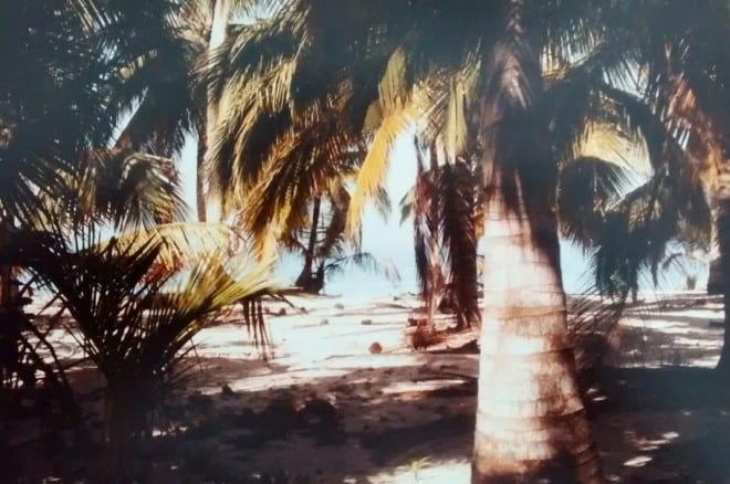 roatan palms