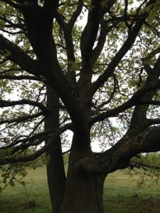 oak tree on Wimbledon Common - inspirartion for the cover design