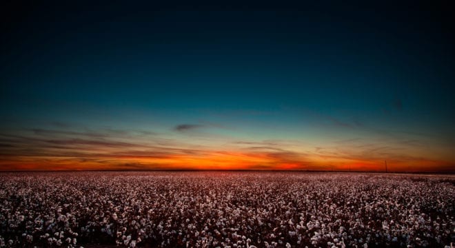 Sunset in West Texas over a large cotton field.